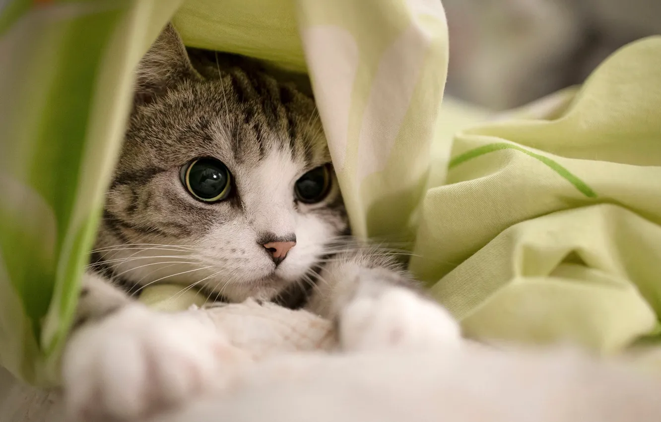 Photo wallpaper cat, cat, look, portrait, bed, fabric, lies, sheet