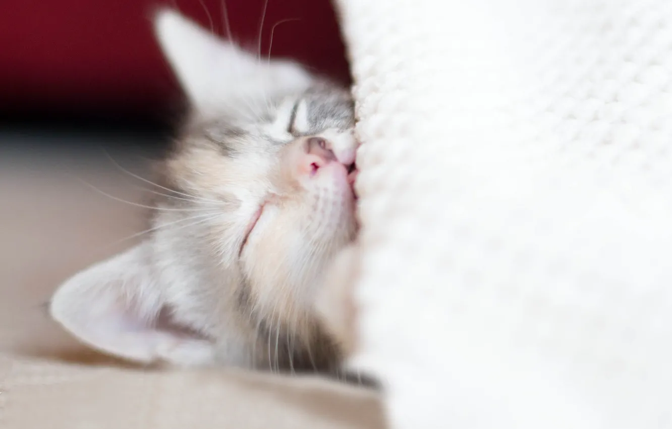 Photo wallpaper kitty, stay, sleep, baby