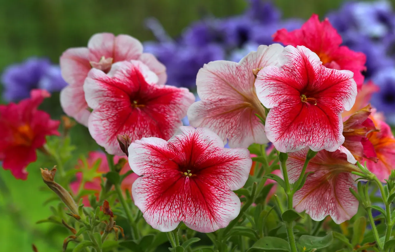 Photo wallpaper summer, nature, beauty, Petunia, city, Cetinje