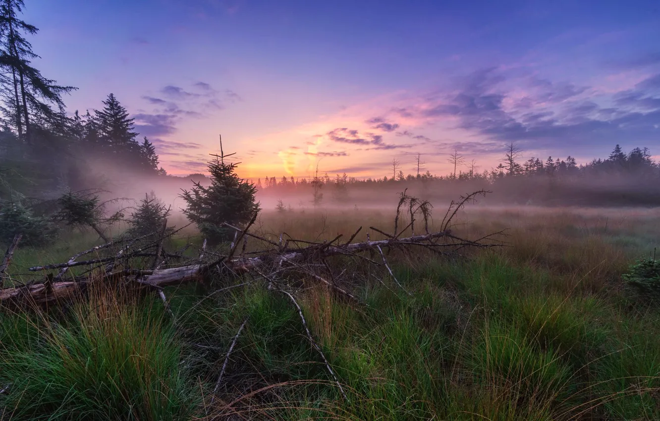 Photo wallpaper forest, sunset, fog