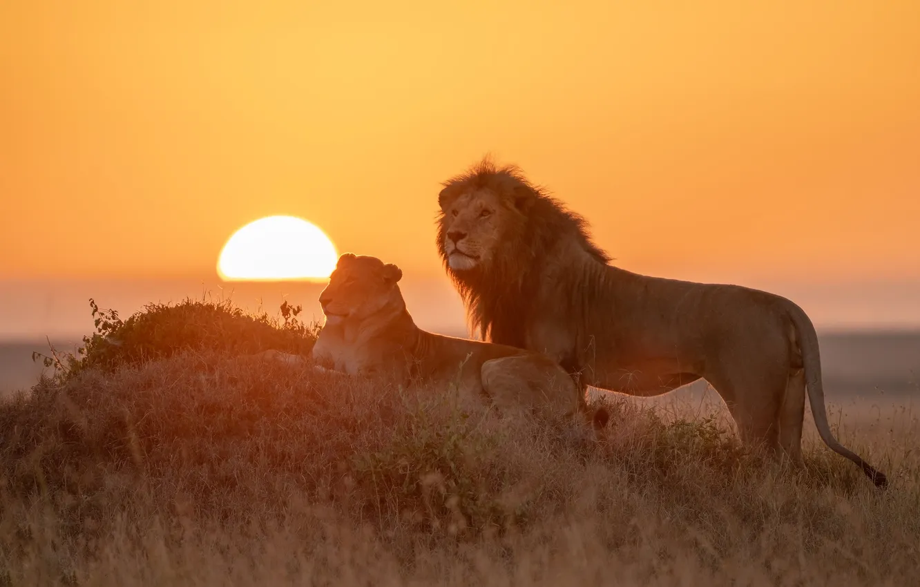 Photo wallpaper sunset, Leo, Africa, wild cats, a couple, lioness