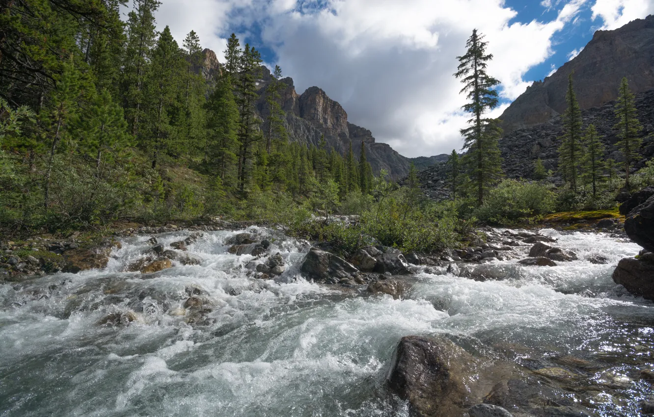 Photo wallpaper forest, mountains, river, stream, Canada, Albert, Banff National Park, Alberta