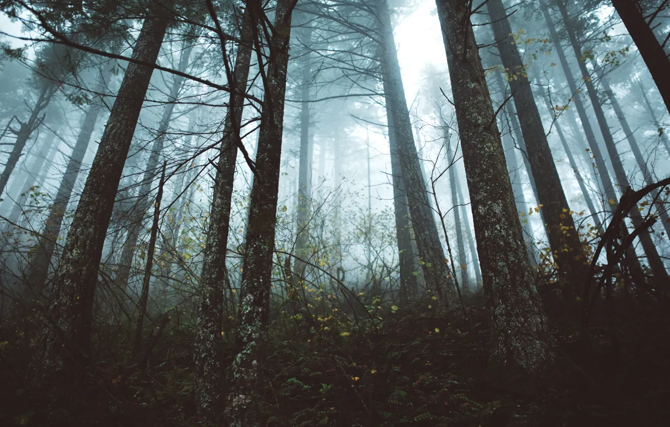 Photo wallpaper forest, trees, nature, fog