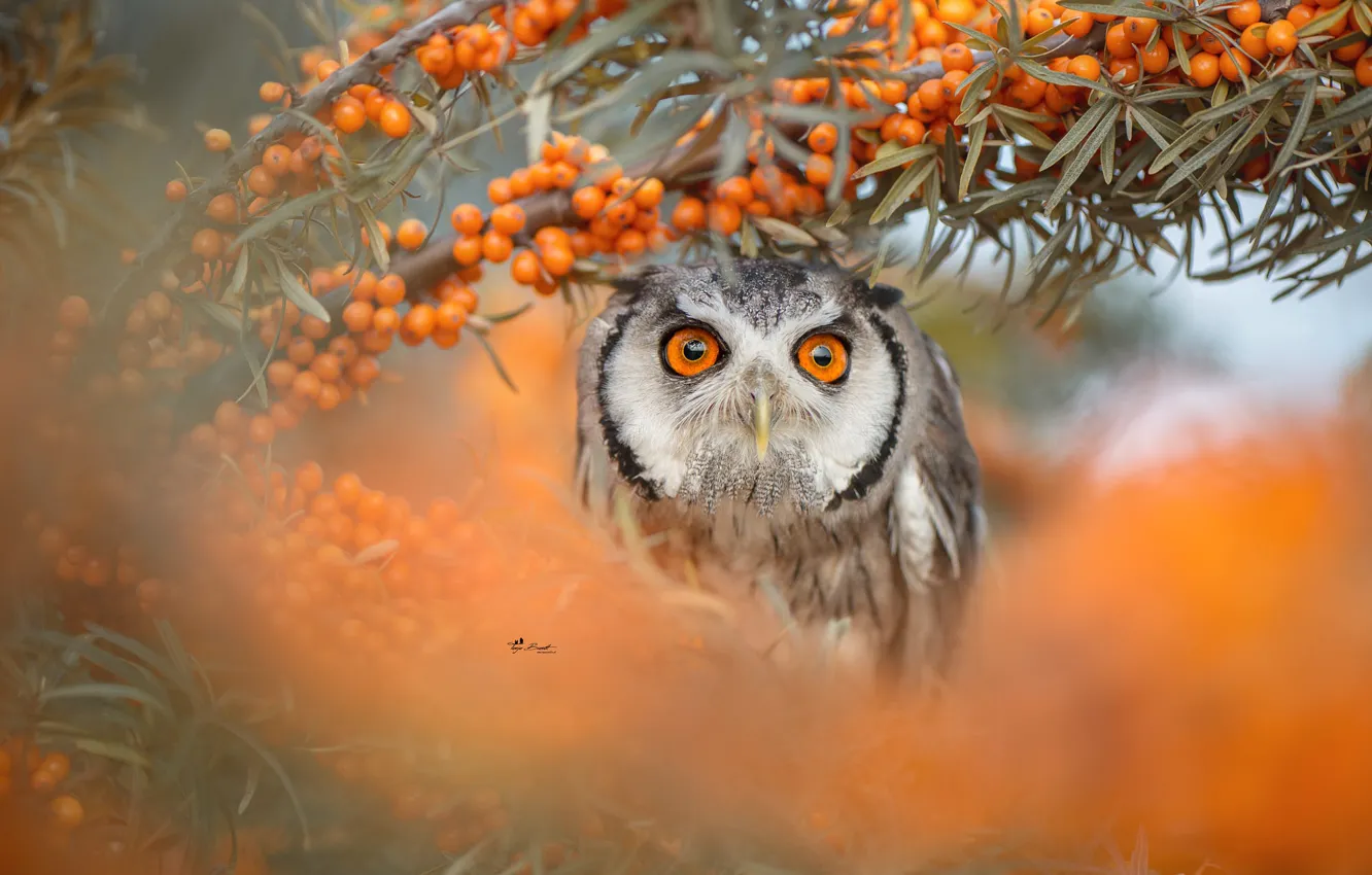 Photo wallpaper eyes, look, berries, owl, bird, beak