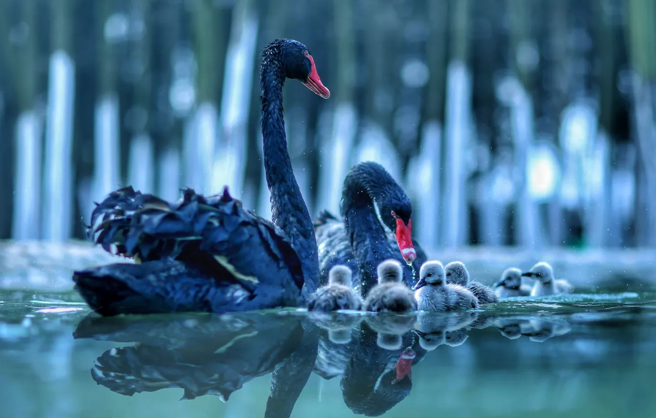 Photo wallpaper water, reflection, bird, pair, cub, swans, Chicks, brood
