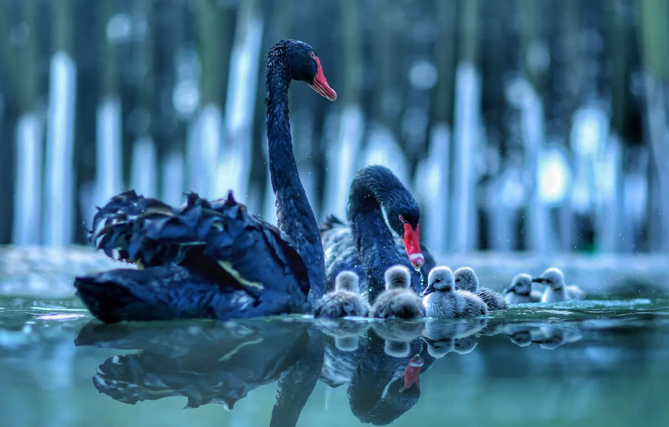Photo wallpaper water, birds, reflection, pair, swans, Chicks, cubs, brood