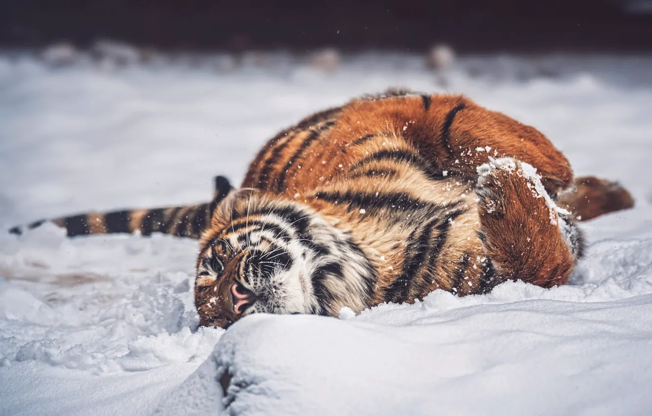 Photo wallpaper winter, snow, tiger, pose, lies