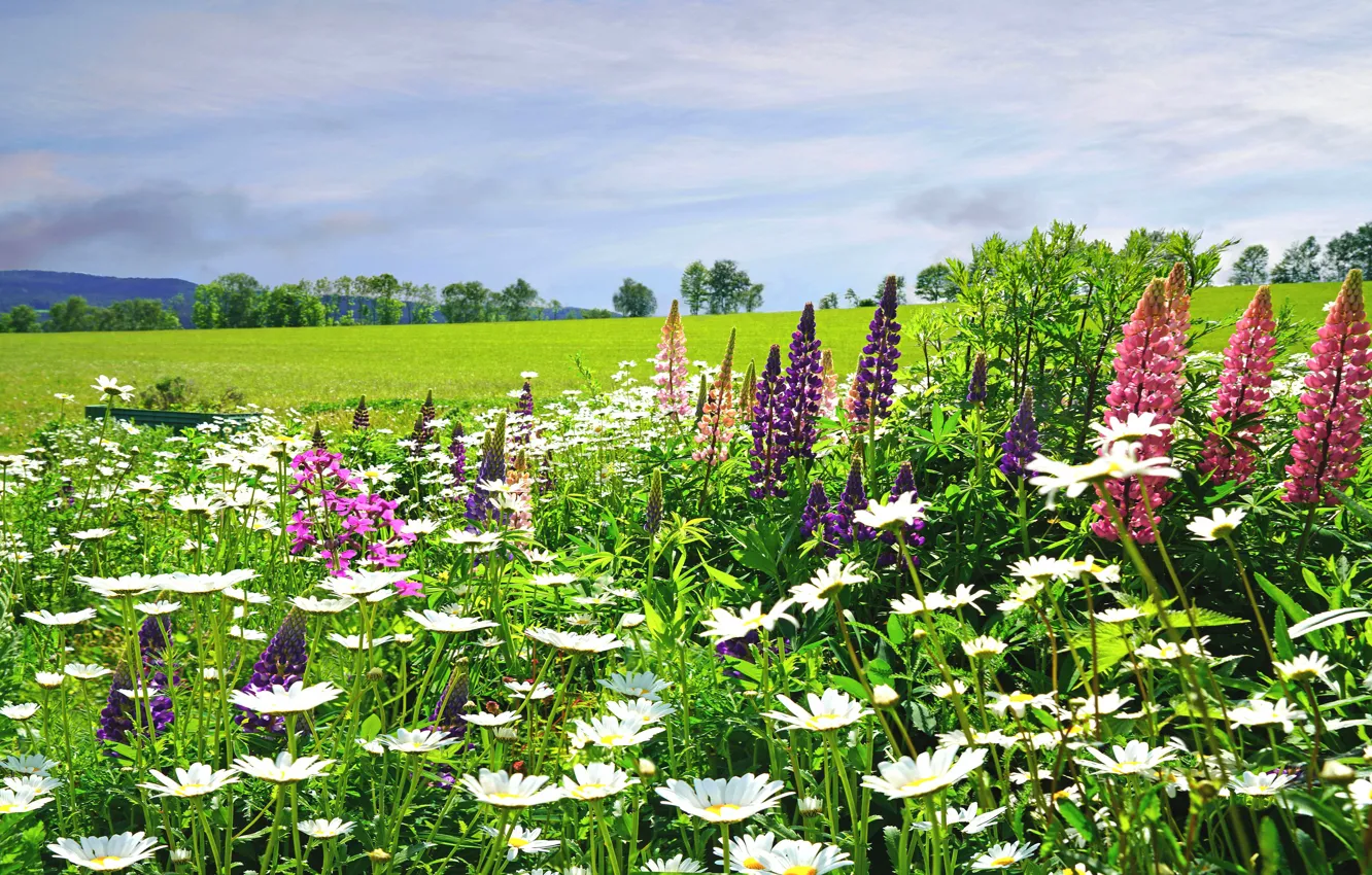 Photo wallpaper greens, field, summer, the sky, clouds, flowers, chamomile, meadow