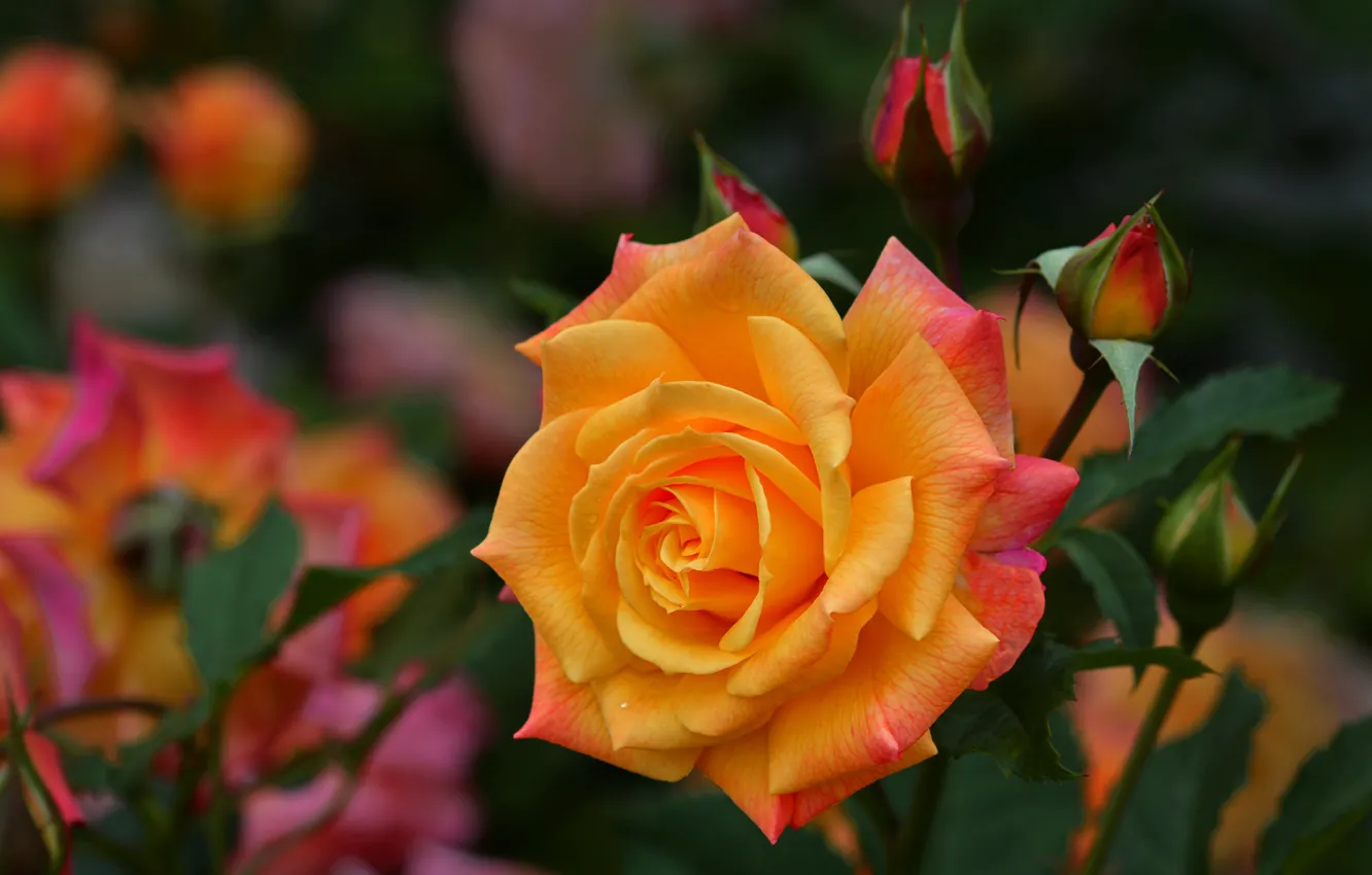 Photo wallpaper macro, flowers, orange, roses, garden, buds, bokeh