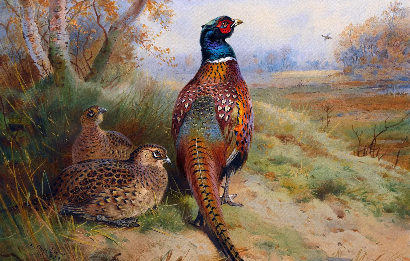 Photo wallpaper grass, trees, bird, picture, pheasant, Scottish painter, Archibald Thorburn, Archibald Thorburn,
