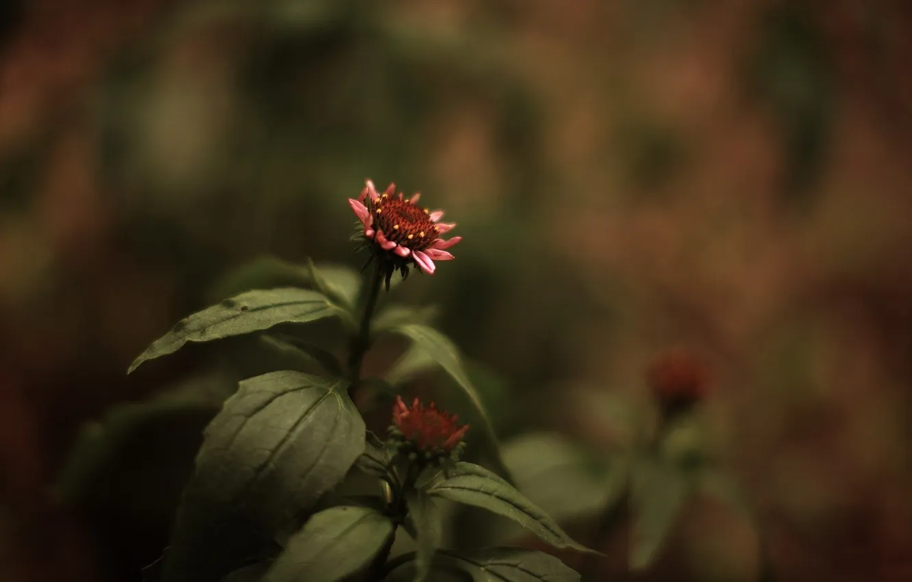 Photo wallpaper macro, flowers, style, photo, background, Wallpaper, plant, color