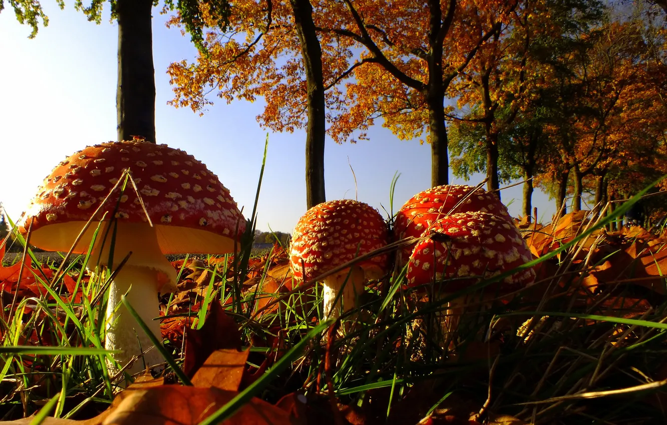 Photo wallpaper autumn, the sky, grass, trees, mushrooms