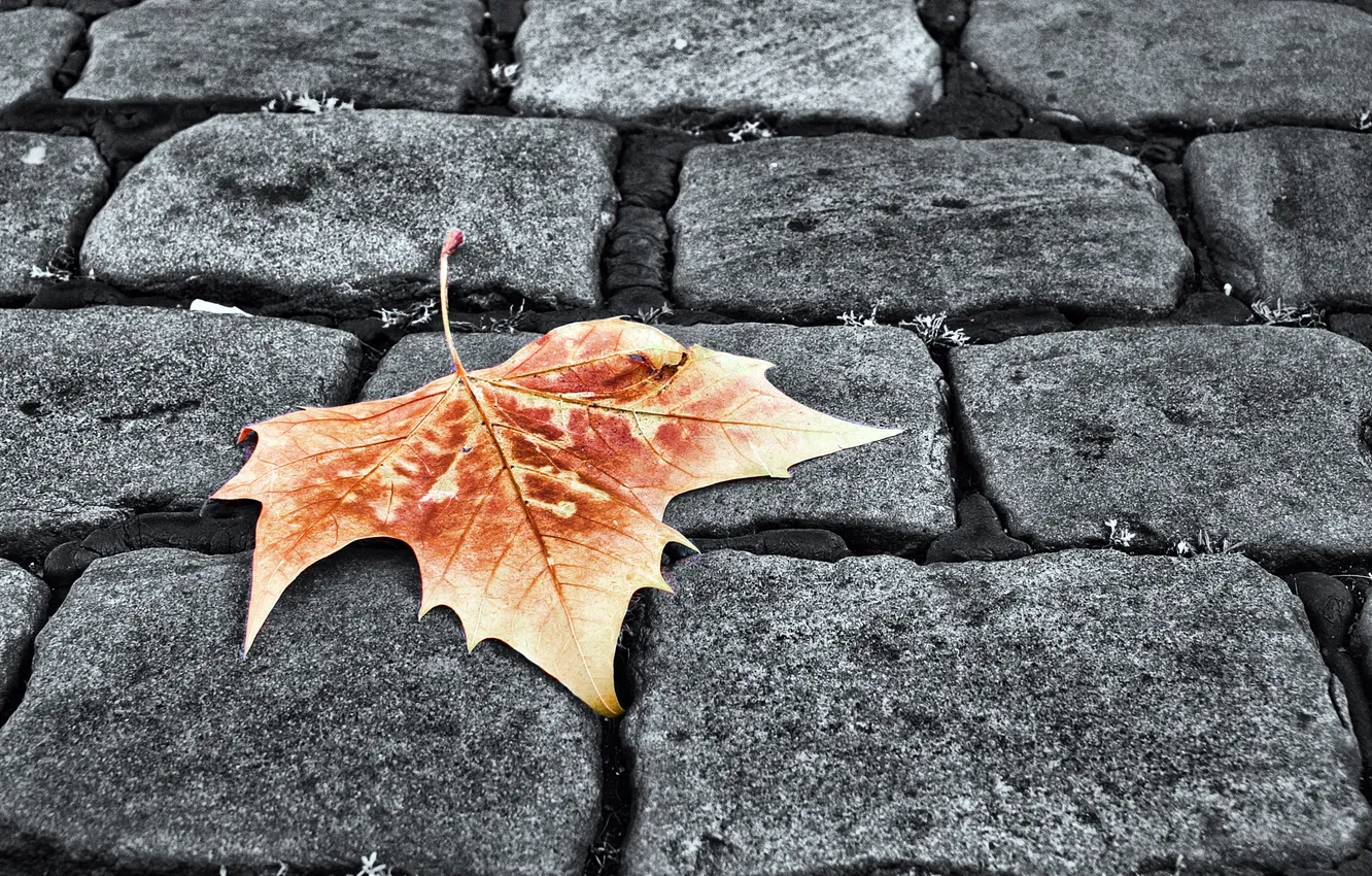 Photo wallpaper autumn, leaves, yellow, leaf, pavers