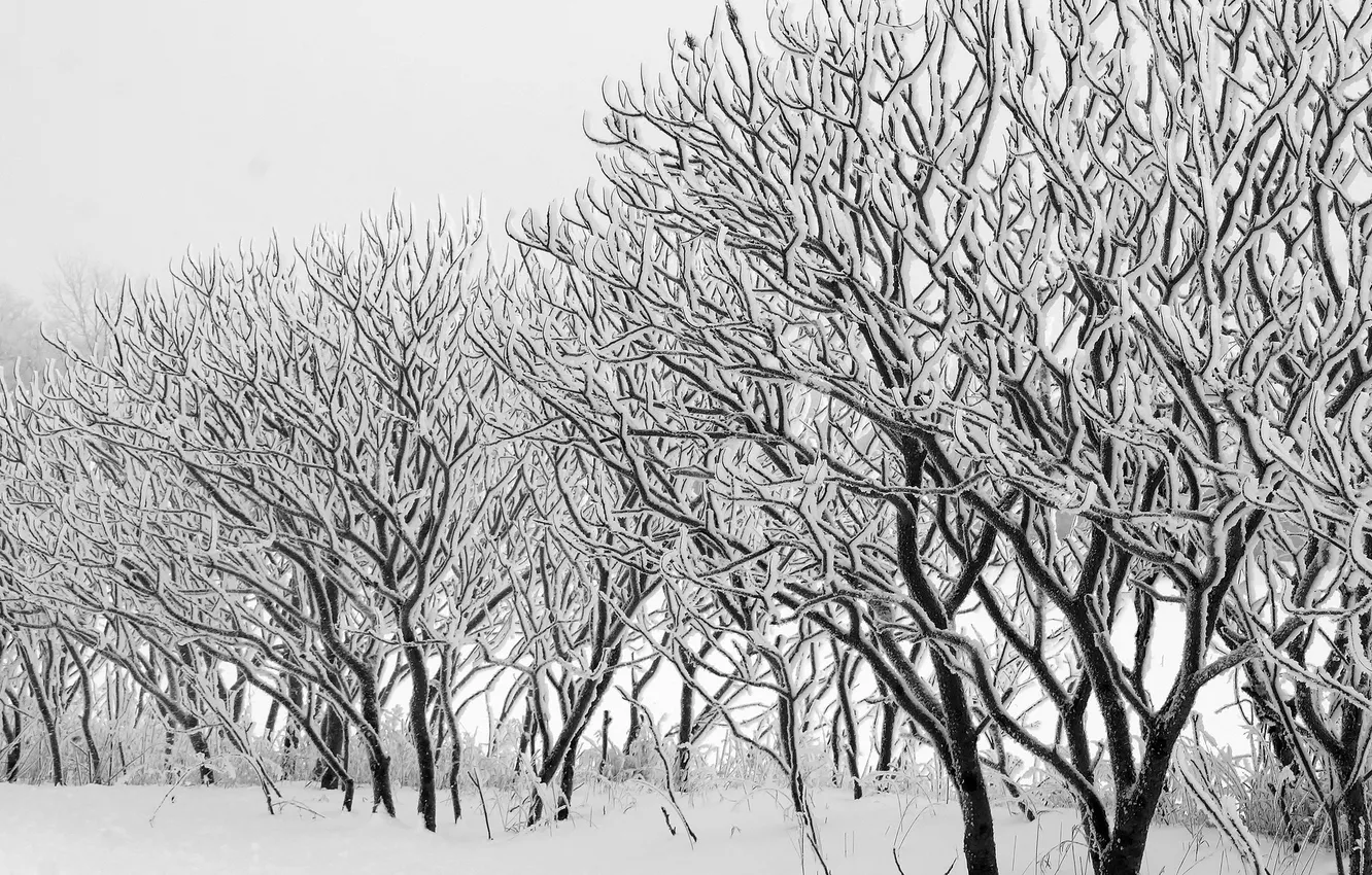 Photo wallpaper winter, trees, nature
