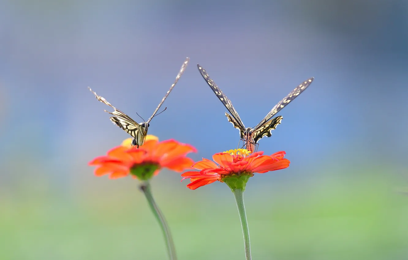 Photo wallpaper wings, flowers, butterflies