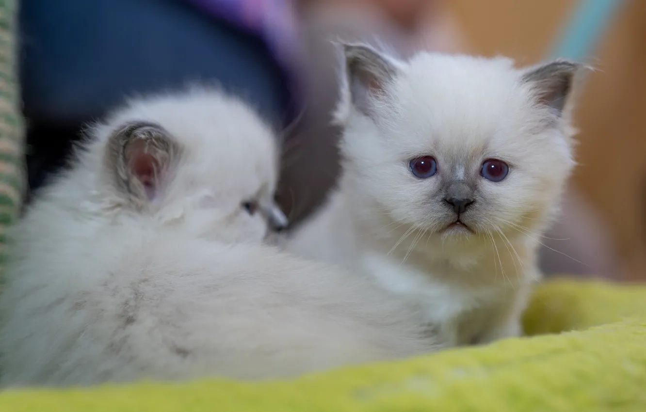 Photo wallpaper cat, white, look, sweetheart, baby, kitty, face, bokeh
