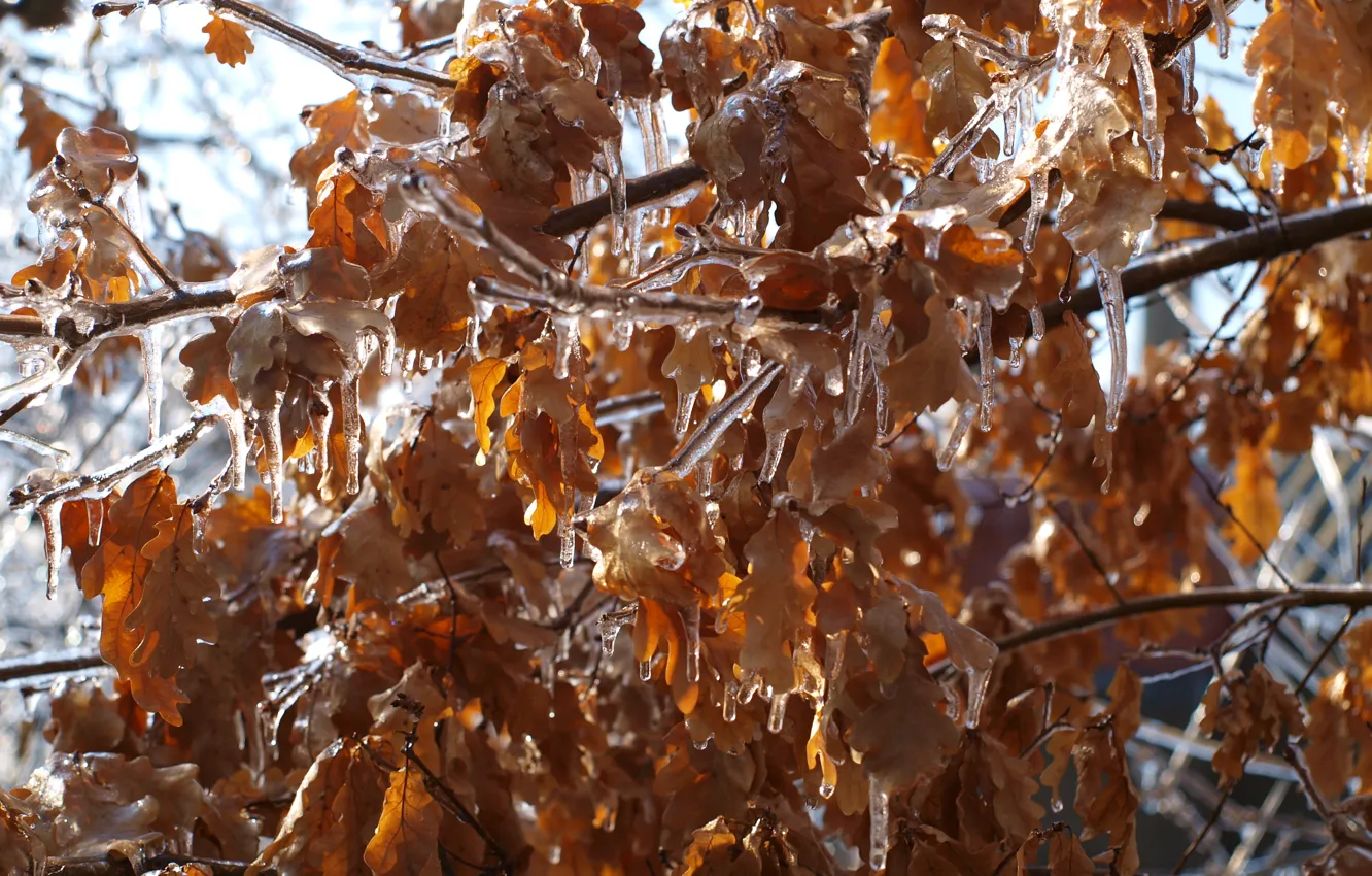 Photo wallpaper ice, winter, leaves