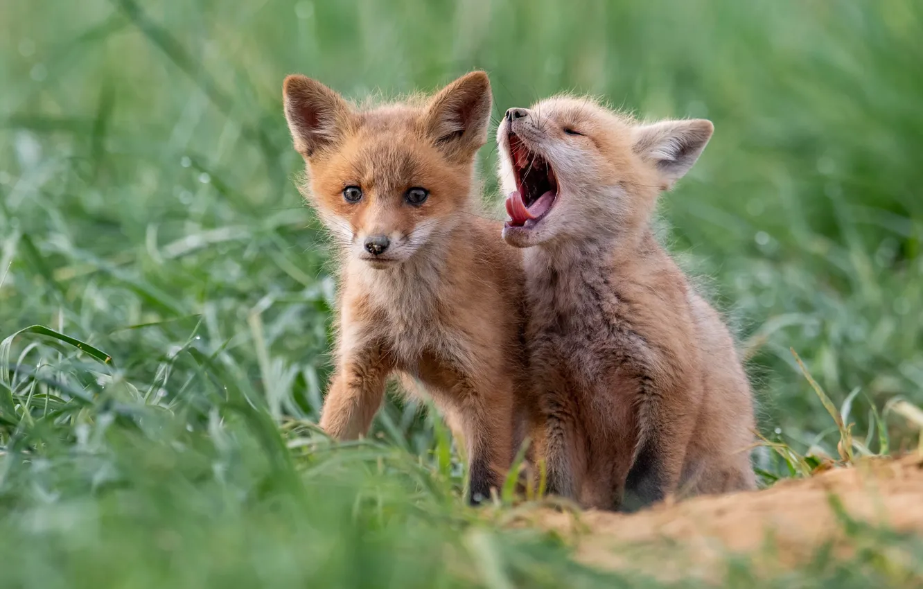 Photo wallpaper baby, Fox, yawn, Fox