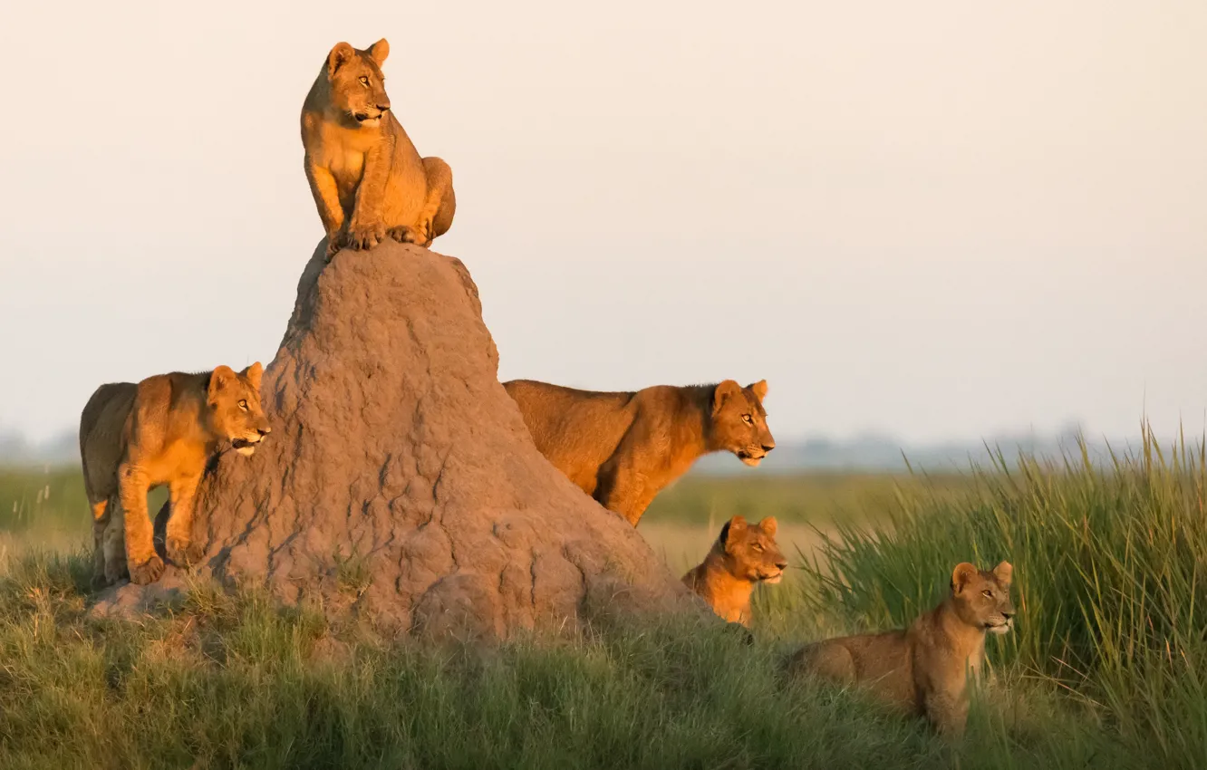 Photo wallpaper Africa, lions, the cubs, pride, mound