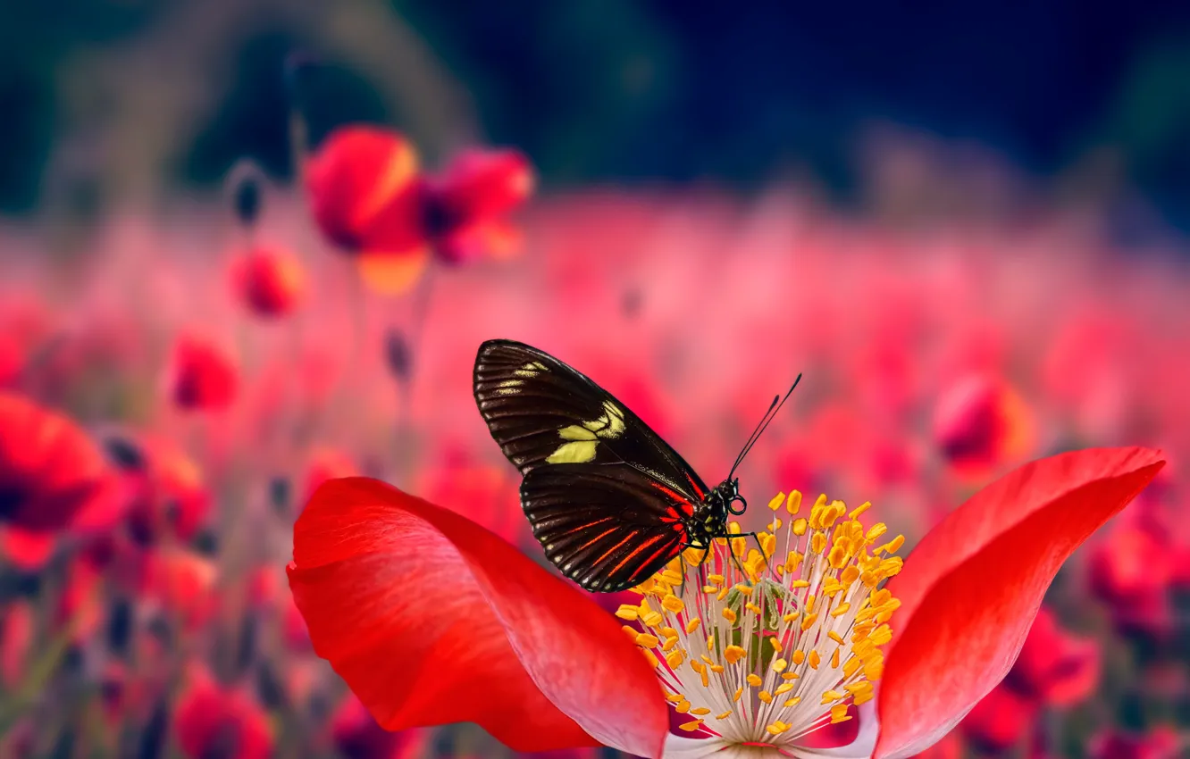 Photo wallpaper macro, flowers, butterfly, Mac, Maki, bokeh