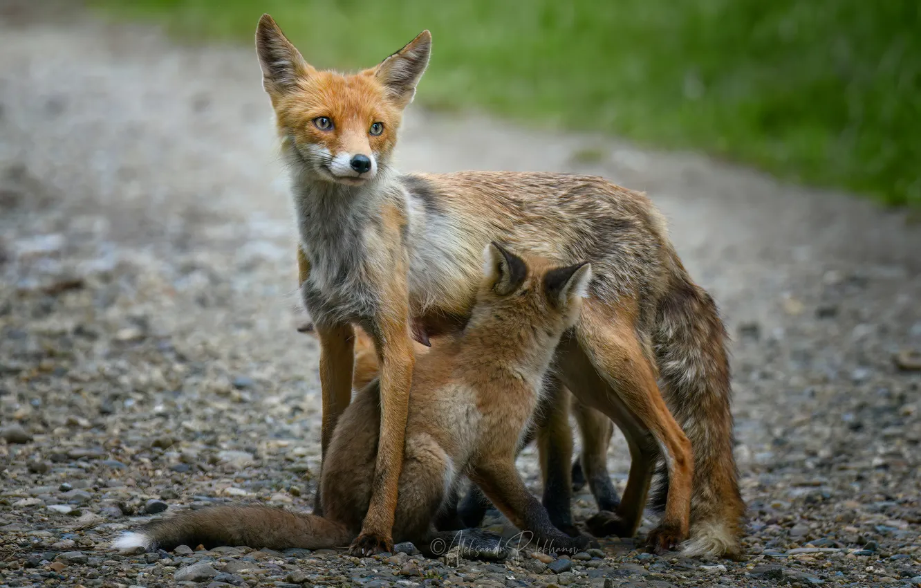 Photo wallpaper fox, mother, pups