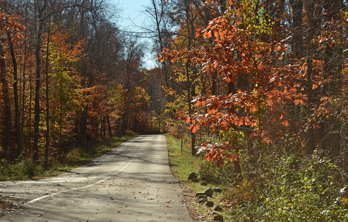 Photo wallpaper Road, Autumn, Trees, Fall, Autumn, Road, November, Trees