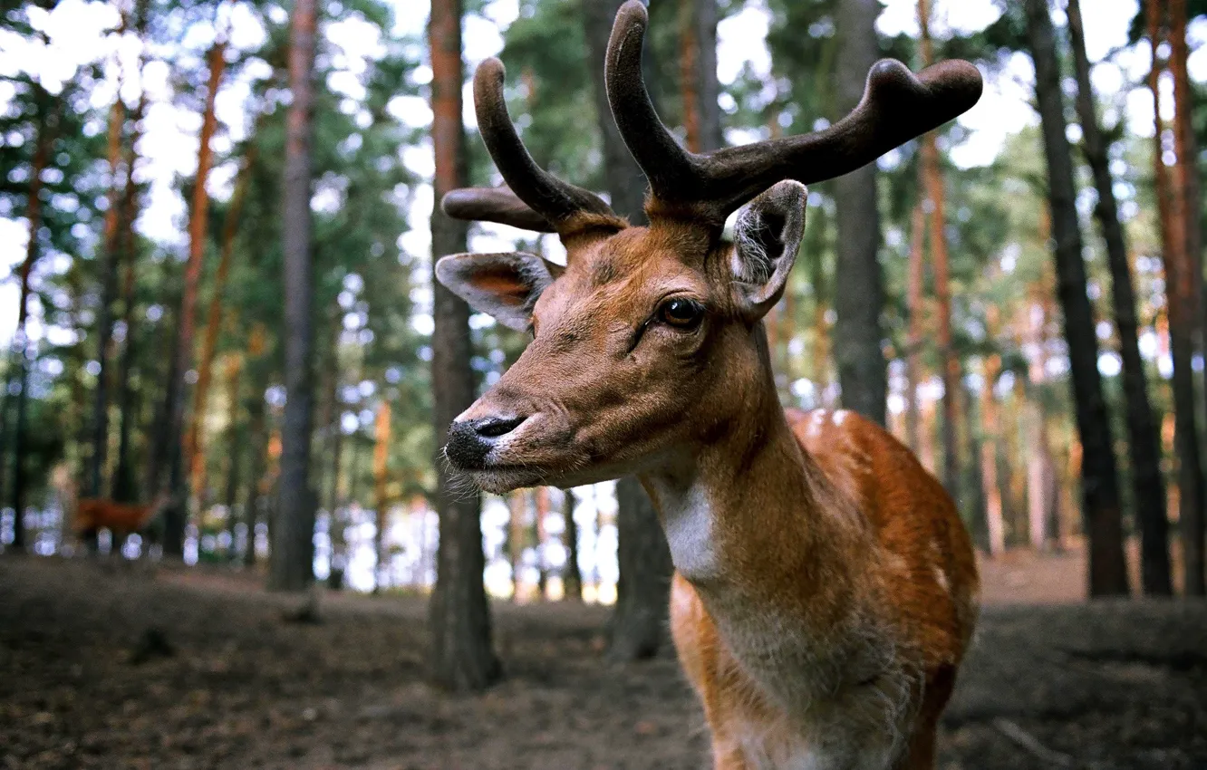 Photo wallpaper forest, nature, deer, closeup
