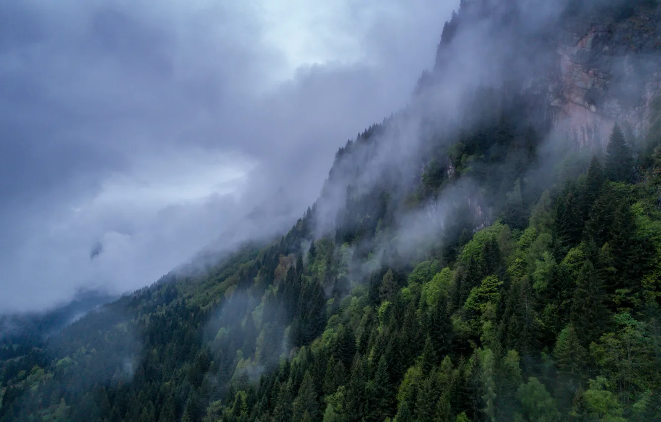 Photo wallpaper forest, the sky, clouds, trees, clouds, nature, fog, mountain