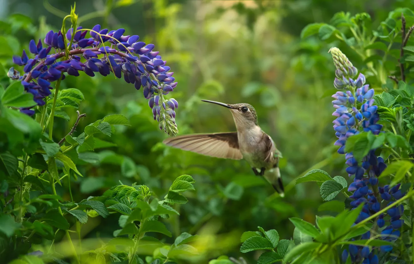 Photo wallpaper flowers, bird, Hummingbird, bird, lupins