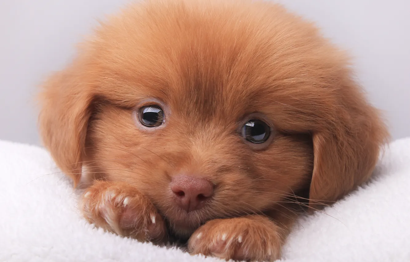 Photo wallpaper look, portrait, puppy, pussy