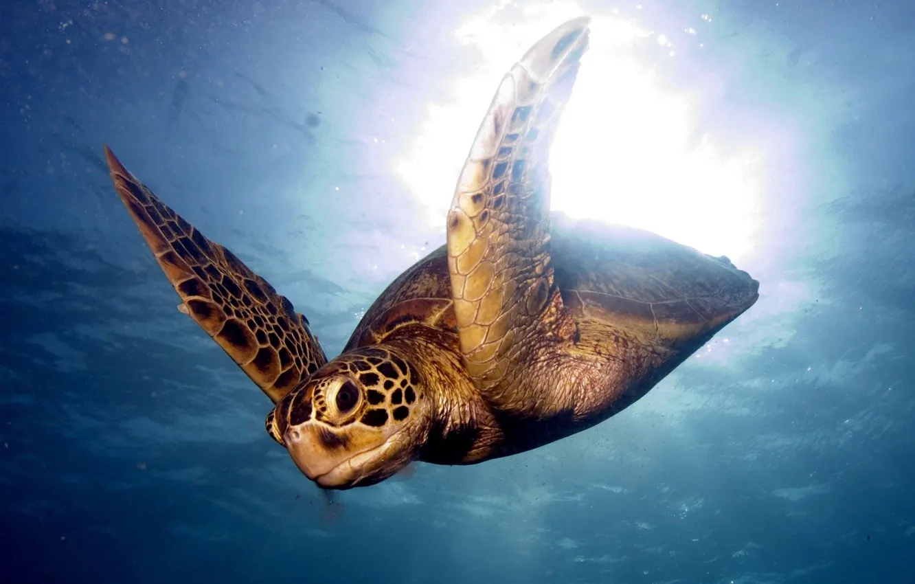 Photo wallpaper sea, bird, turtle, swim