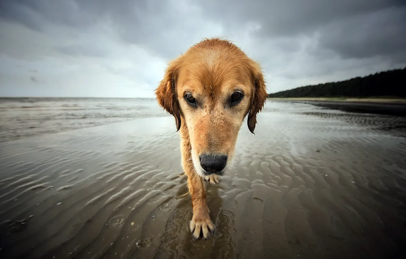 Photo wallpaper sea, shore, dog