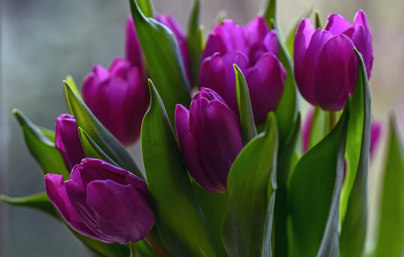 Photo wallpaper leaves, flowers, bright, bouquet, spring, purple, tulips, buds