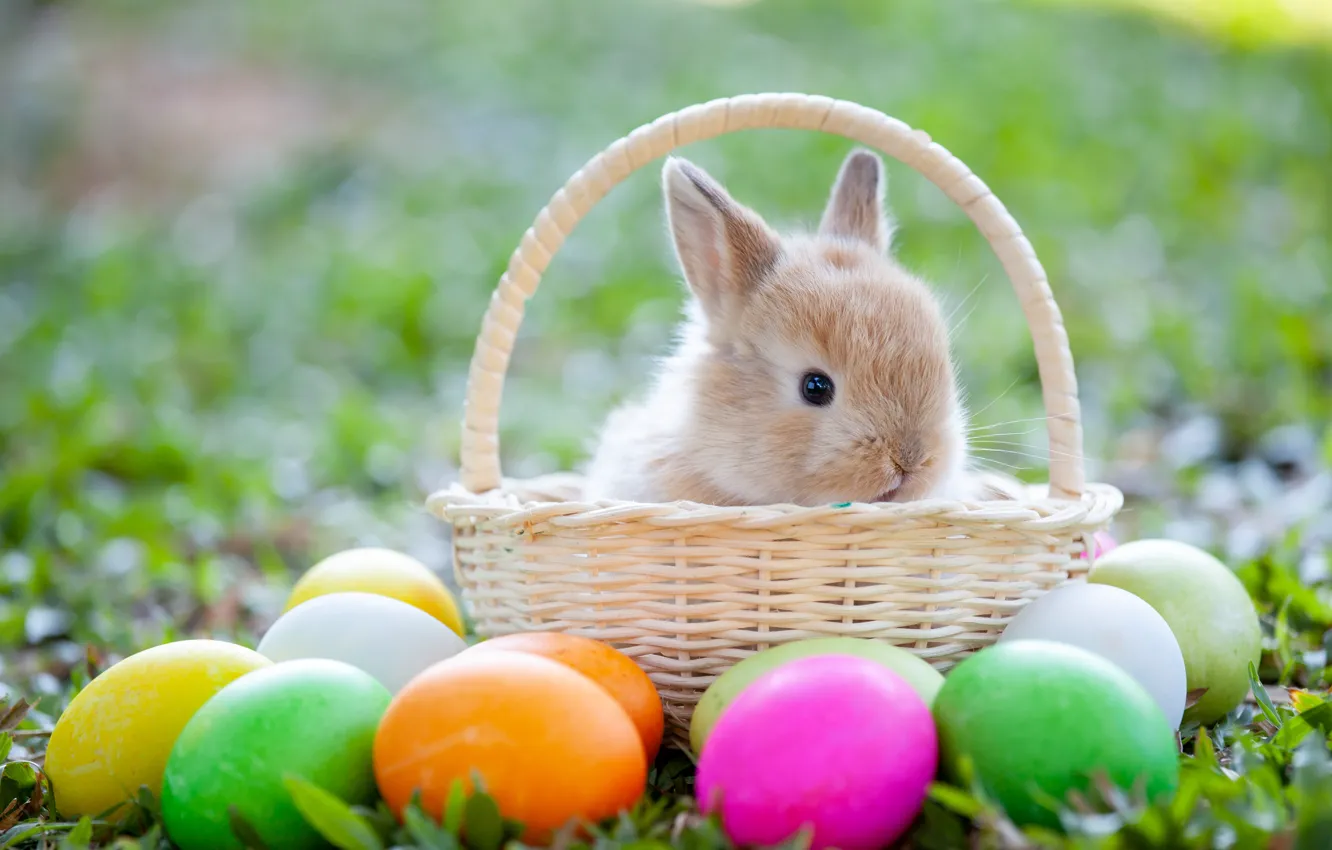 Photo wallpaper grass, eggs, spring, colorful, rabbit, Easter, grass, happy, spring, Easter, eggs, bunny, basket