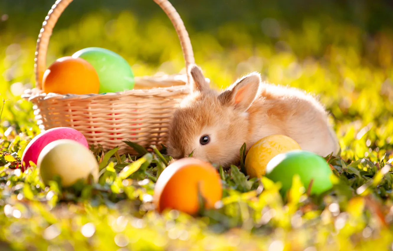 Photo wallpaper grass, eggs, spring, colorful, rabbit, Easter, grass, happy
