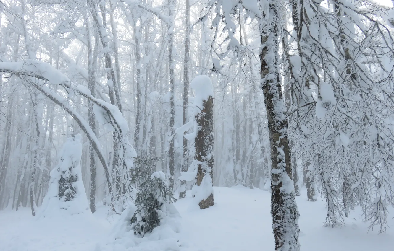 Photo wallpaper winter, forest, snow, frost, forest, winter, snow, frost