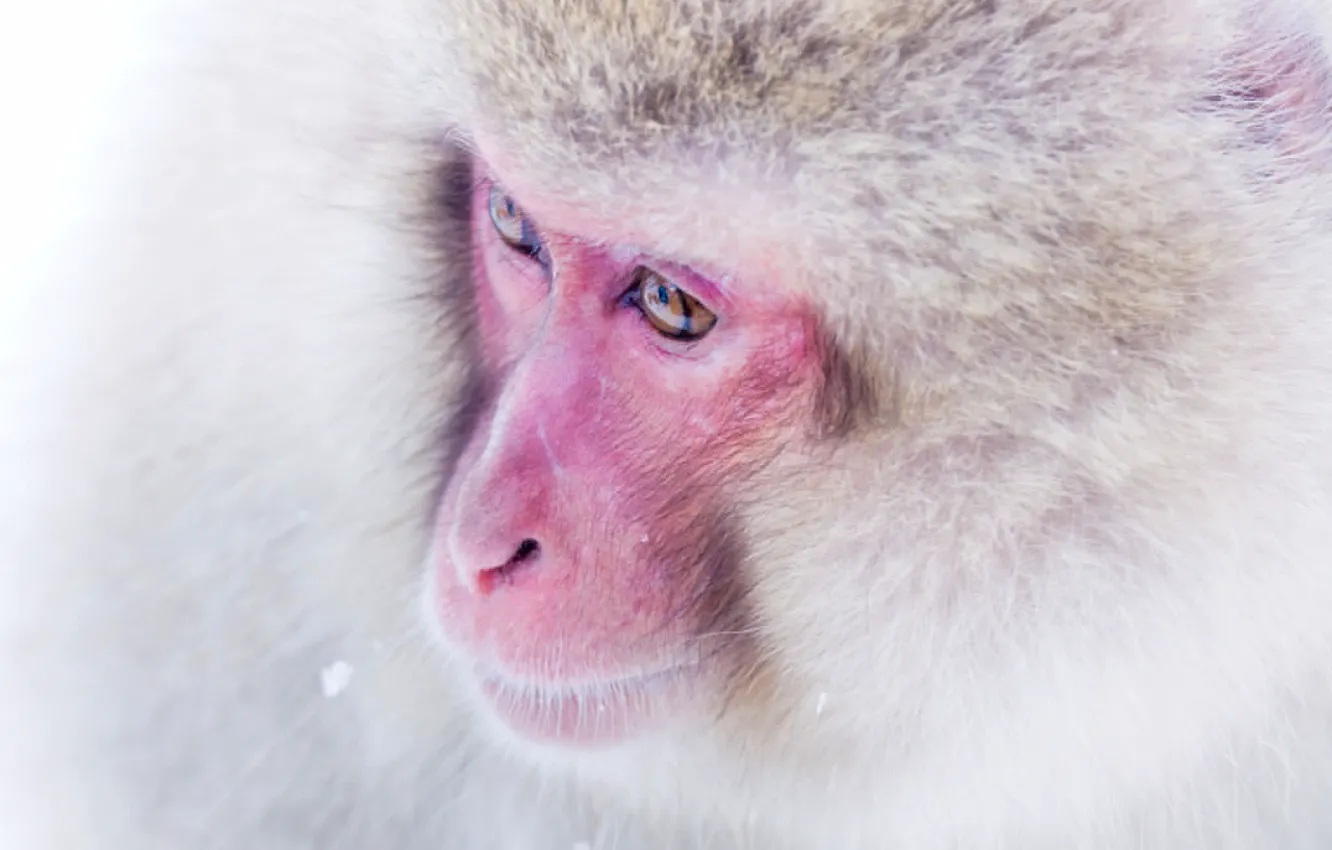 Photo wallpaper background, monkey, Japanese macaques, snow
