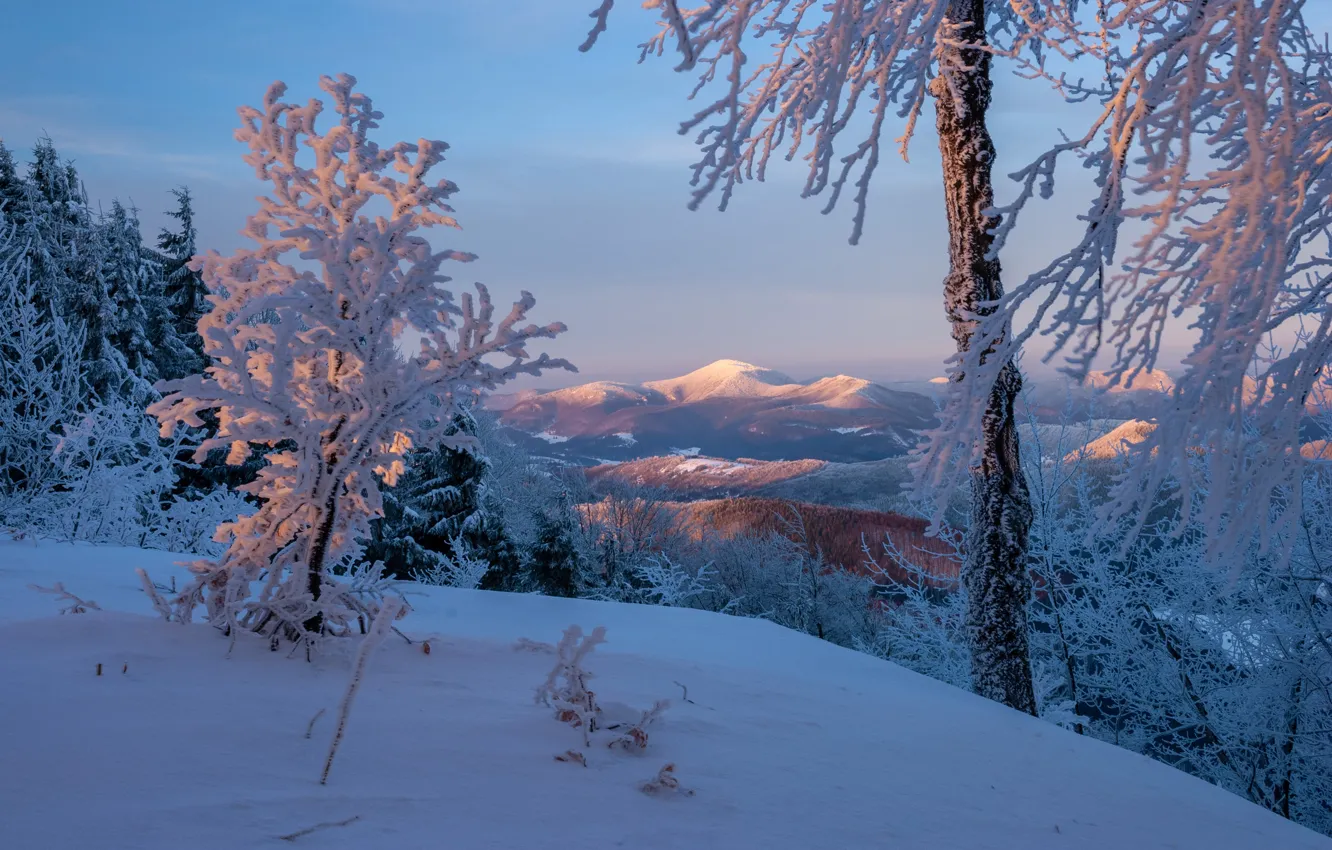 Photo wallpaper winter, snow, trees, mountains