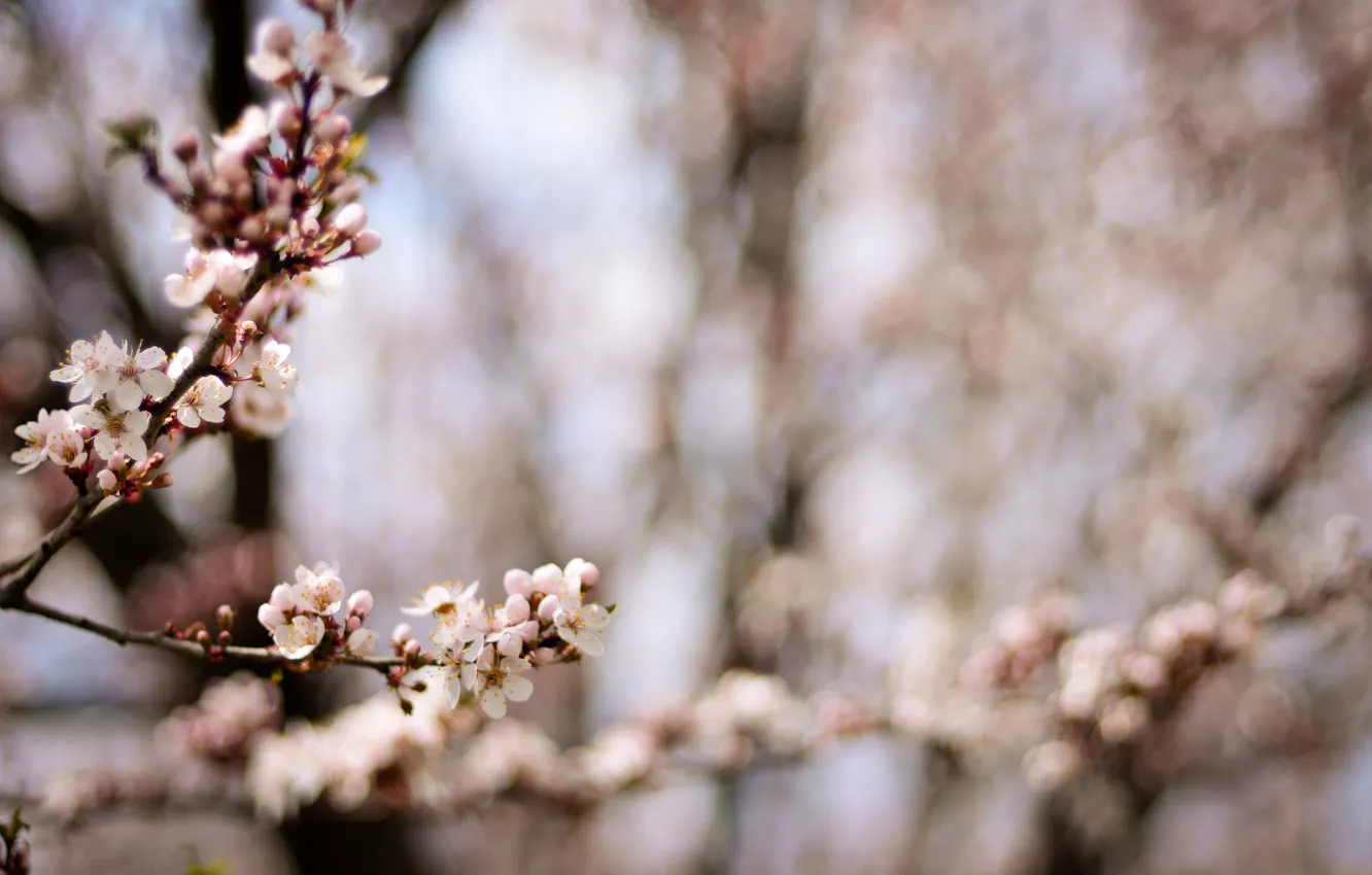 Photo wallpaper trees, flowers, nature, cherry, branch, tenderness, branch, spring
