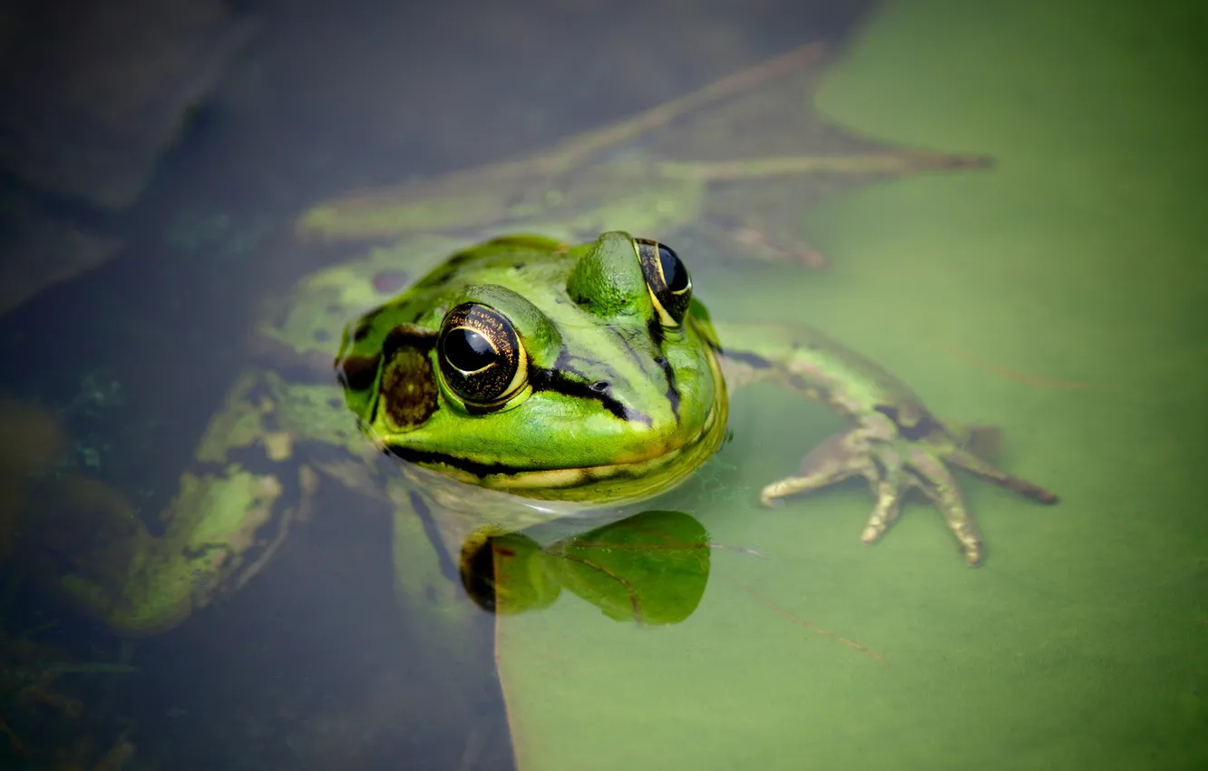 Photo wallpaper eyes, leaves, water, frog, head, amphibian
