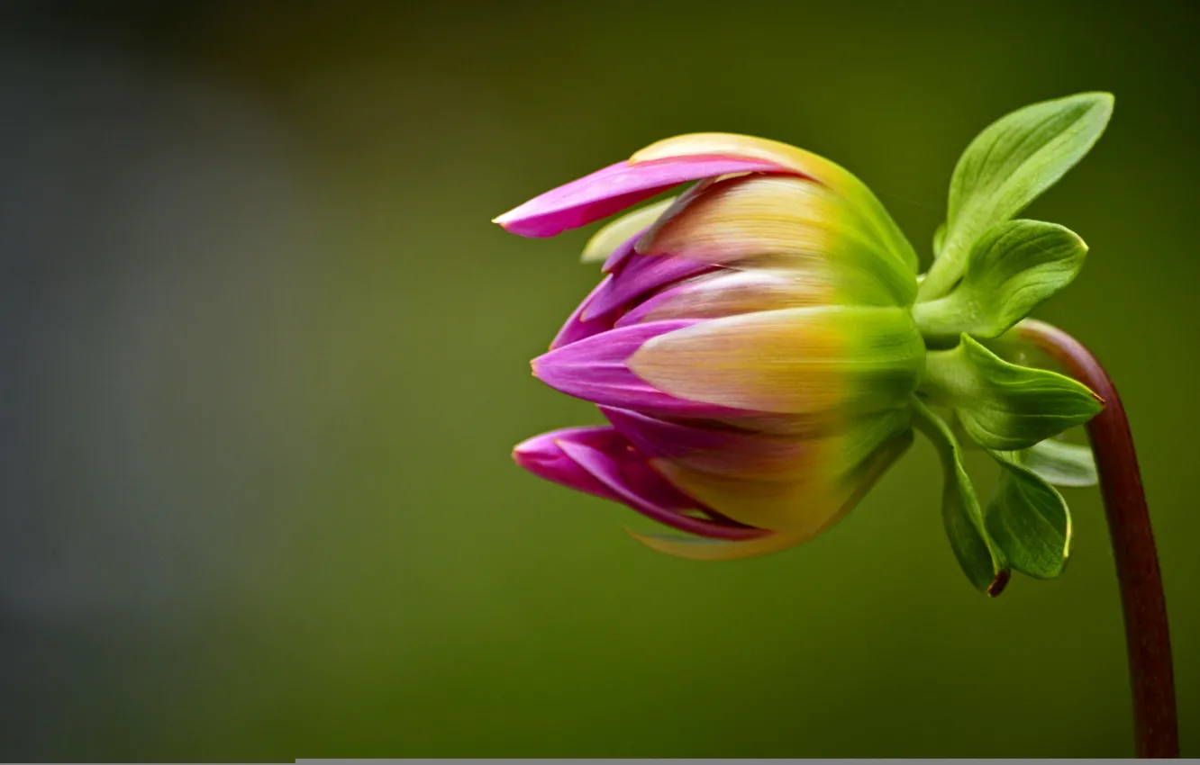Photo wallpaper macro, flowers, background, stem, pink, buds, dahlias