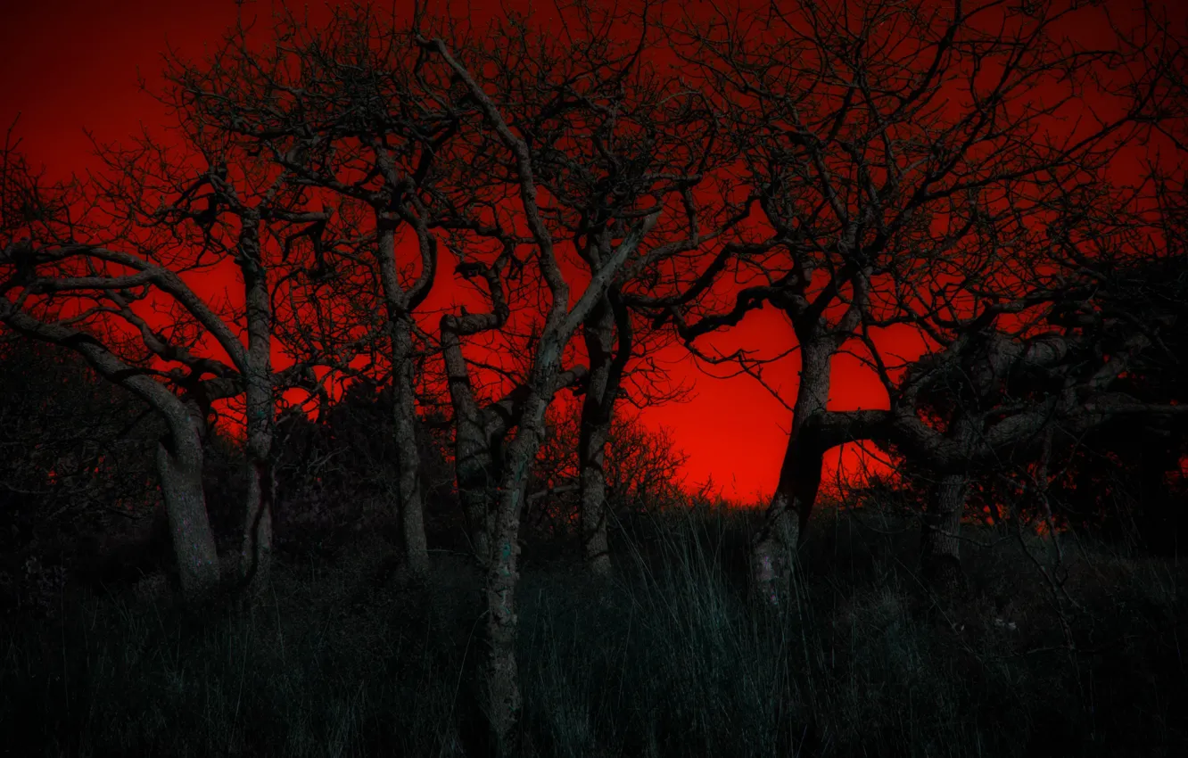 Photo wallpaper trees, night, glow