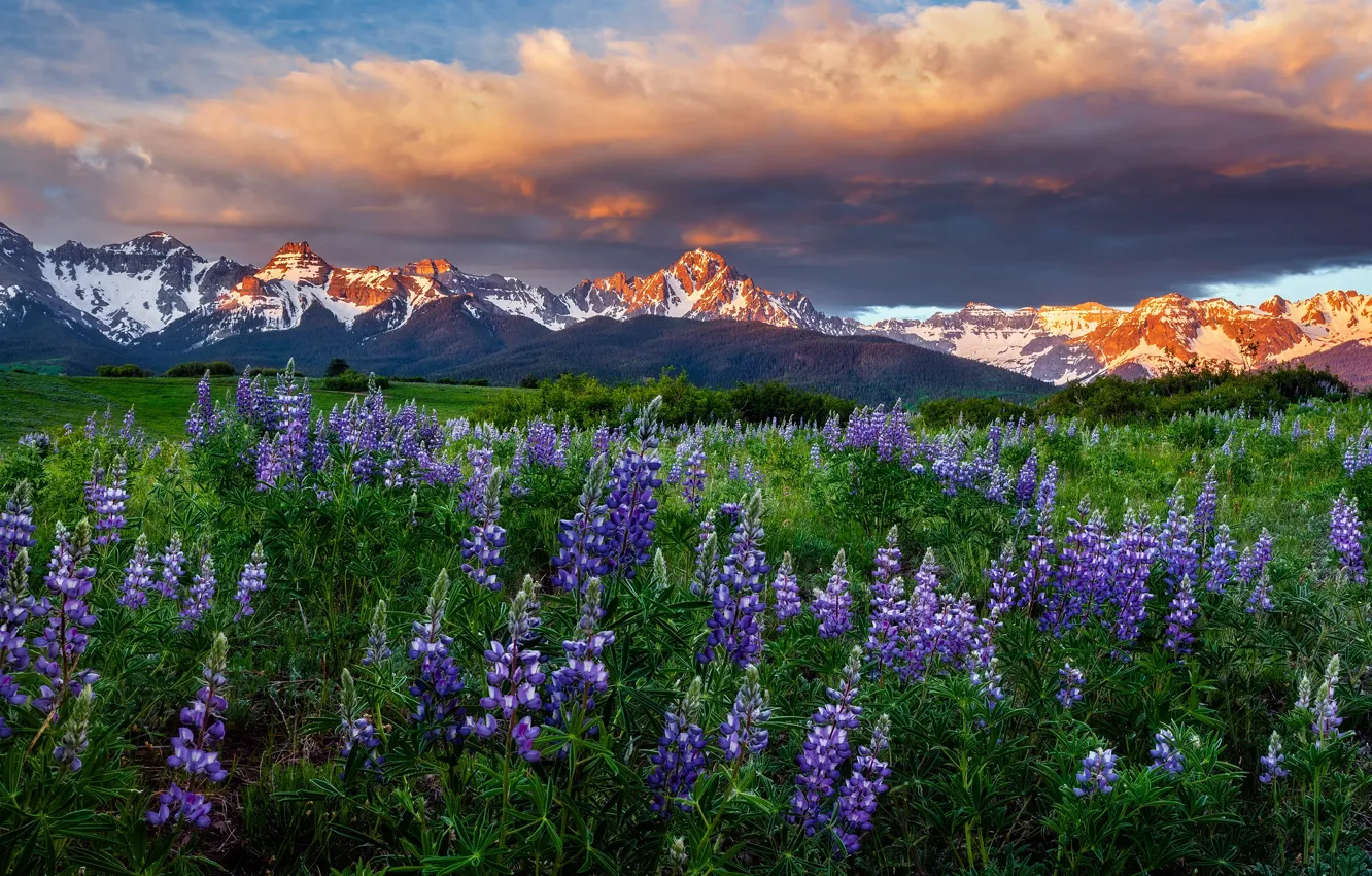 Photo wallpaper field, flowers, mountains, lupins