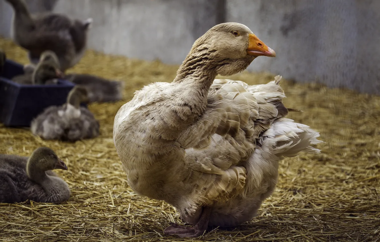 Photo wallpaper bird, yard, hay, straw, Chicks, geese, goose