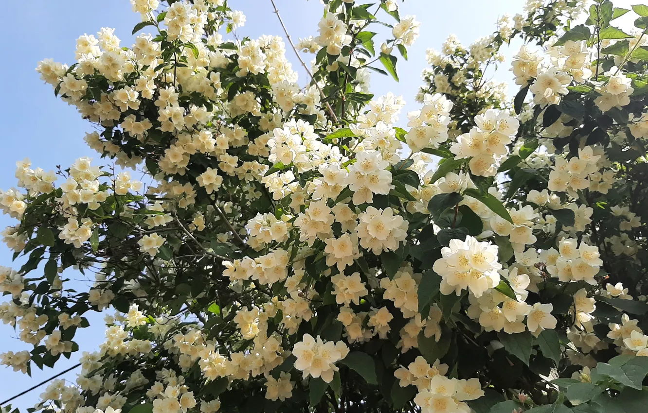 Photo wallpaper Flowers, Shrub, Jasmine