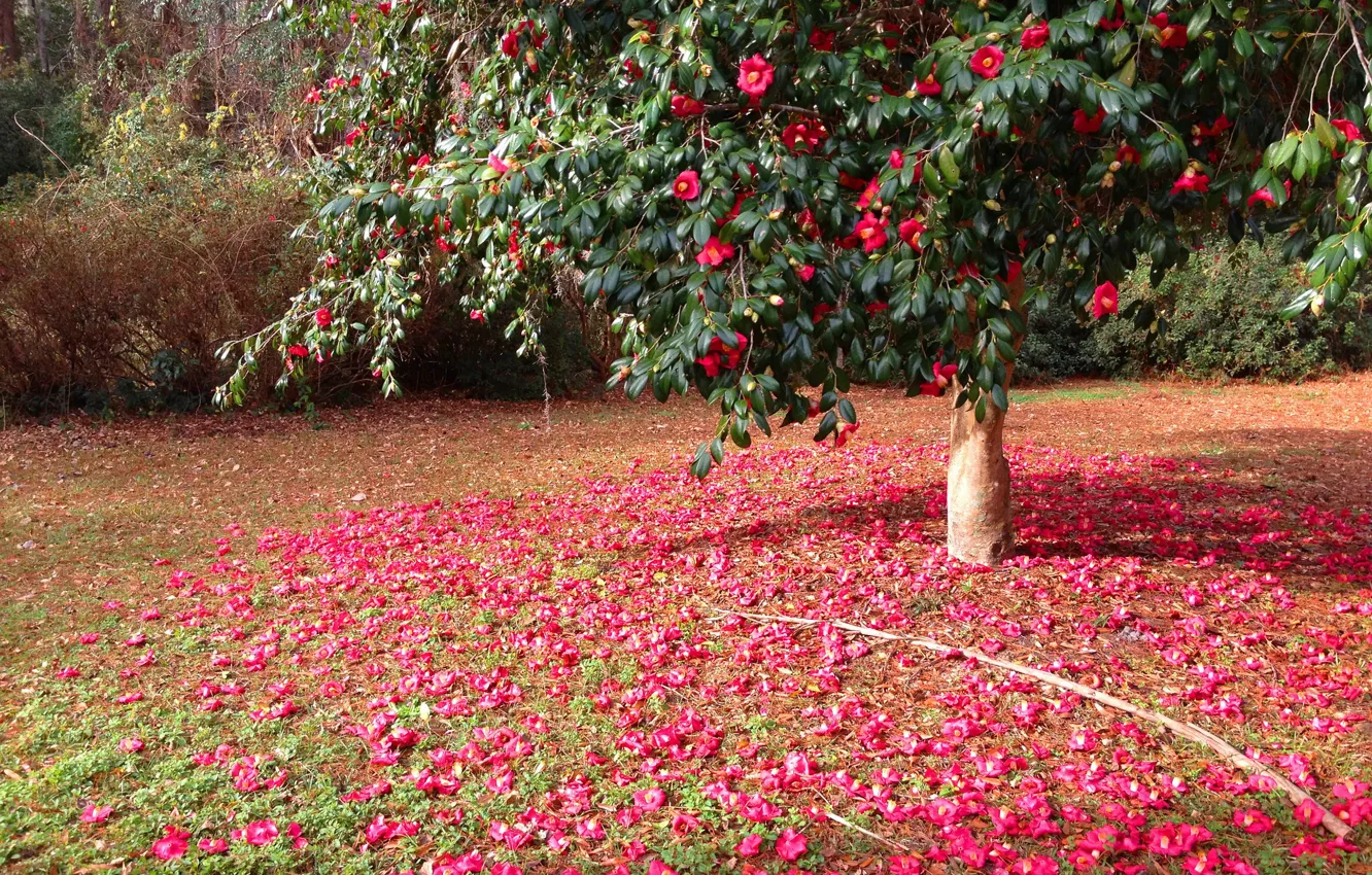 Photo wallpaper flowers, nature, tree, pink, flowering, trees, flowers, Camellia