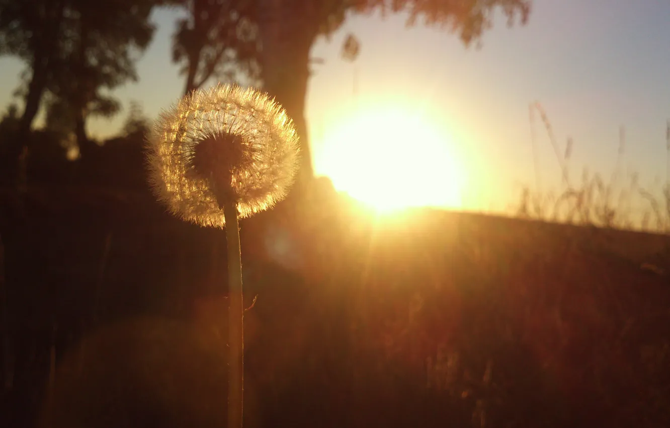 Photo wallpaper macro, flower, sun set