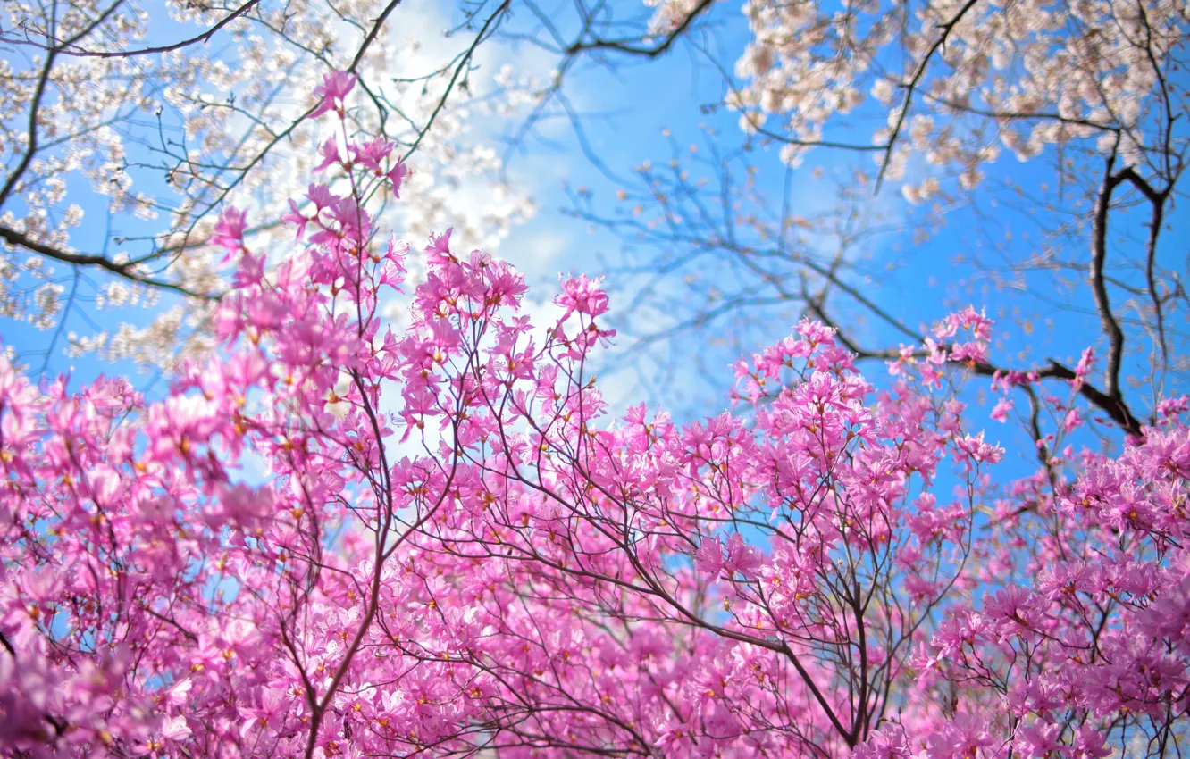 Photo wallpaper the sky, trees, flowers, spring, garden