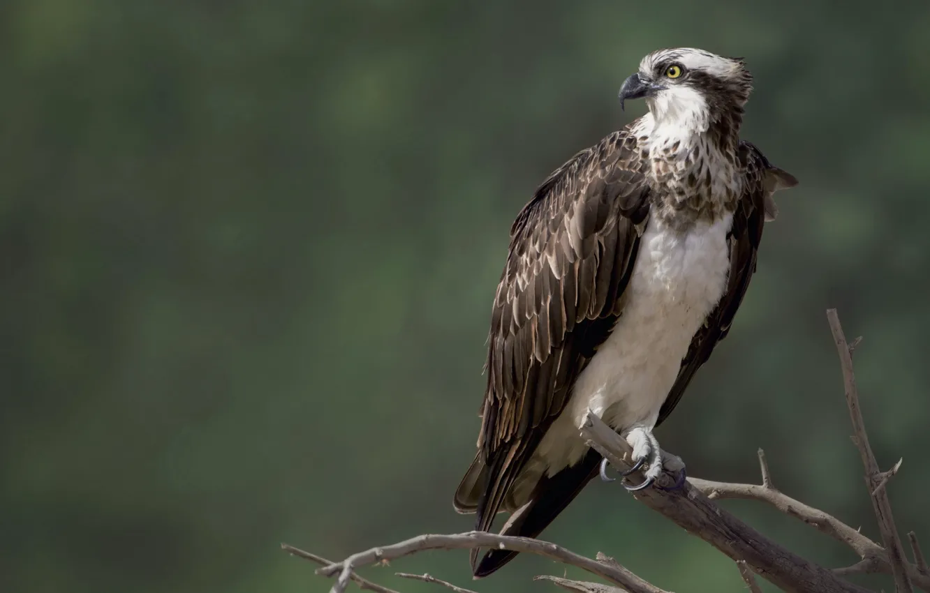 Photo wallpaper nature, bird, Falcon, Osprey, osprey