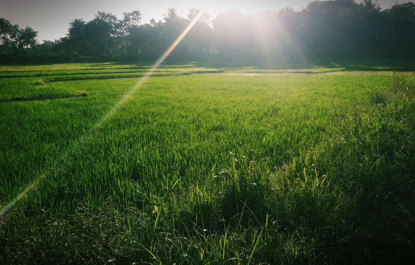 Photo wallpaper grass, the sun, nature, sunrise, morning